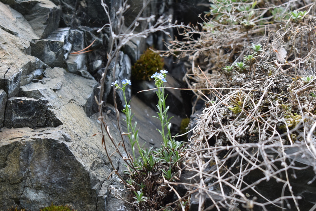 Eritrichium uralense