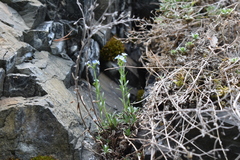 Eritrichium uralense