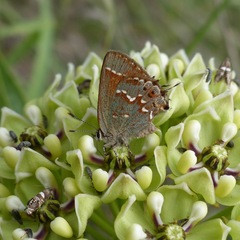 Callophrys gryneus castalis
