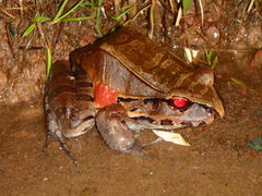 Leptodactylus pentadactylus