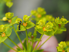 Euphorbia seguieriana
