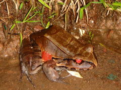Leptodactylus pentadactylus