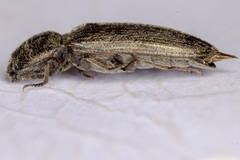 Cidnopus pilosus