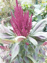 Amaranthus hypochondriacus