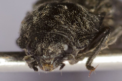 Cidnopus pilosus