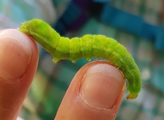 Phlogophora