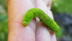 Phlogophora