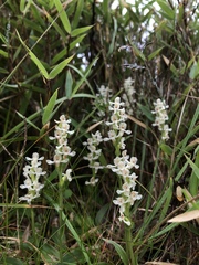 Platanthera brevicalcarata