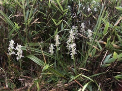 Platanthera brevicalcarata