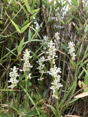 Platanthera brevicalcarata