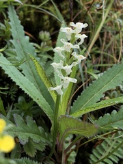 Platanthera brevicalcarata