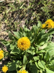Solidago multiradiata multiradiata
