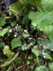 Tiarella polyphylla