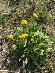 Solidago multiradiata multiradiata
