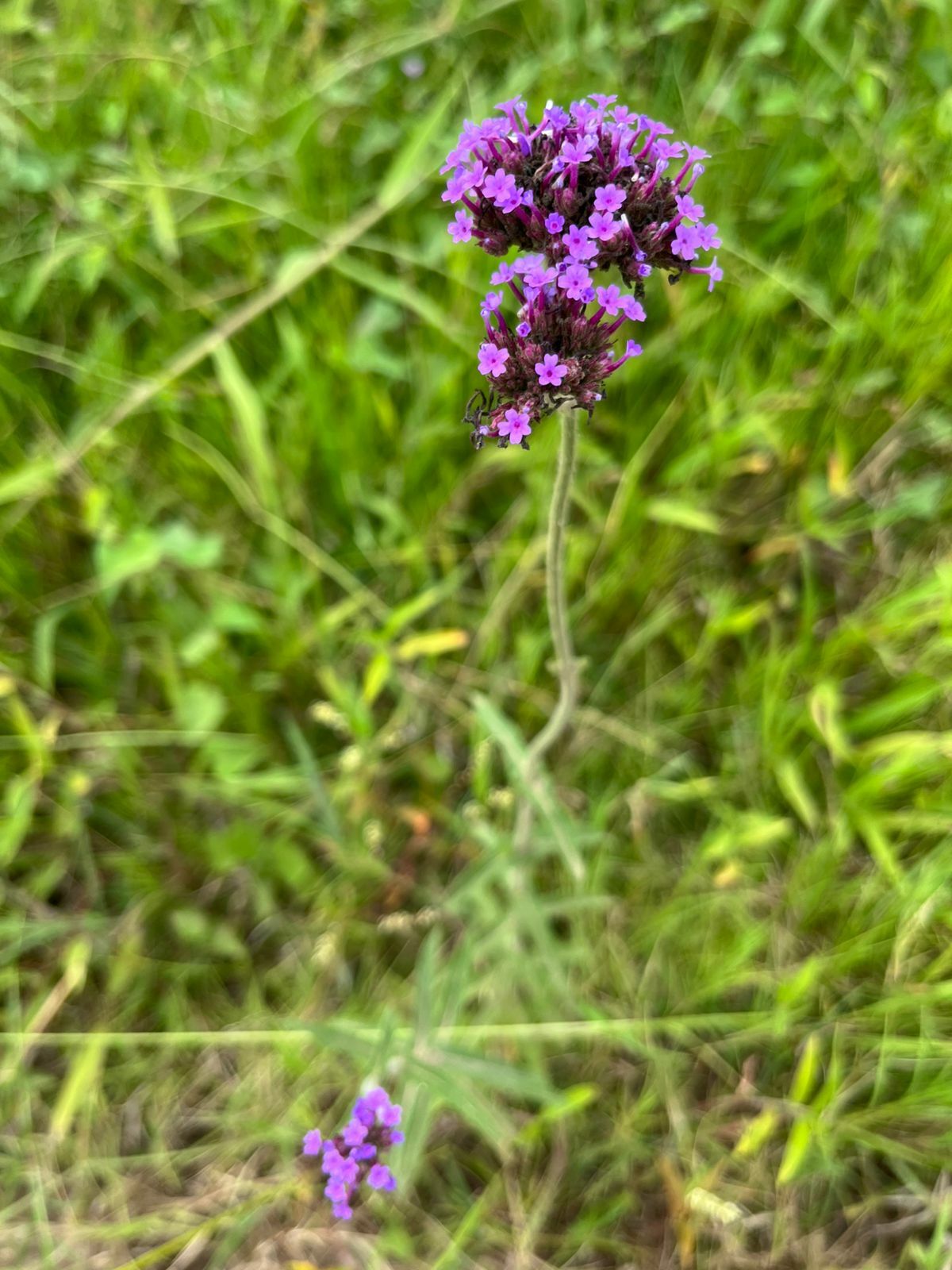 Verbena bonariensis