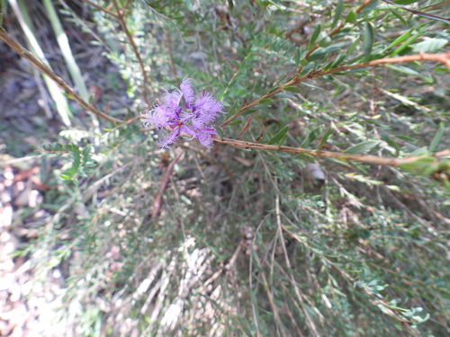 Image of Melaleuca thymifolia by (c) Mark Clarke, some rights reserved (CC BY)