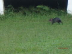 Dasyprocta fuliginosa