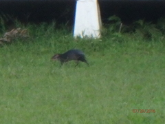 Dasyprocta fuliginosa