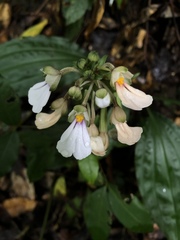 Calanthe alismifolia