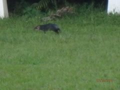 Dasyprocta fuliginosa