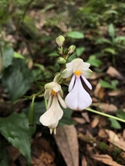 Calanthe alismifolia
