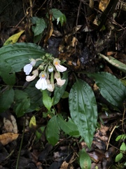Calanthe alismifolia