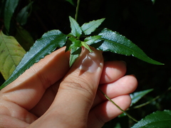 Tripterospermum lanceolatum