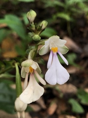 Calanthe alismifolia