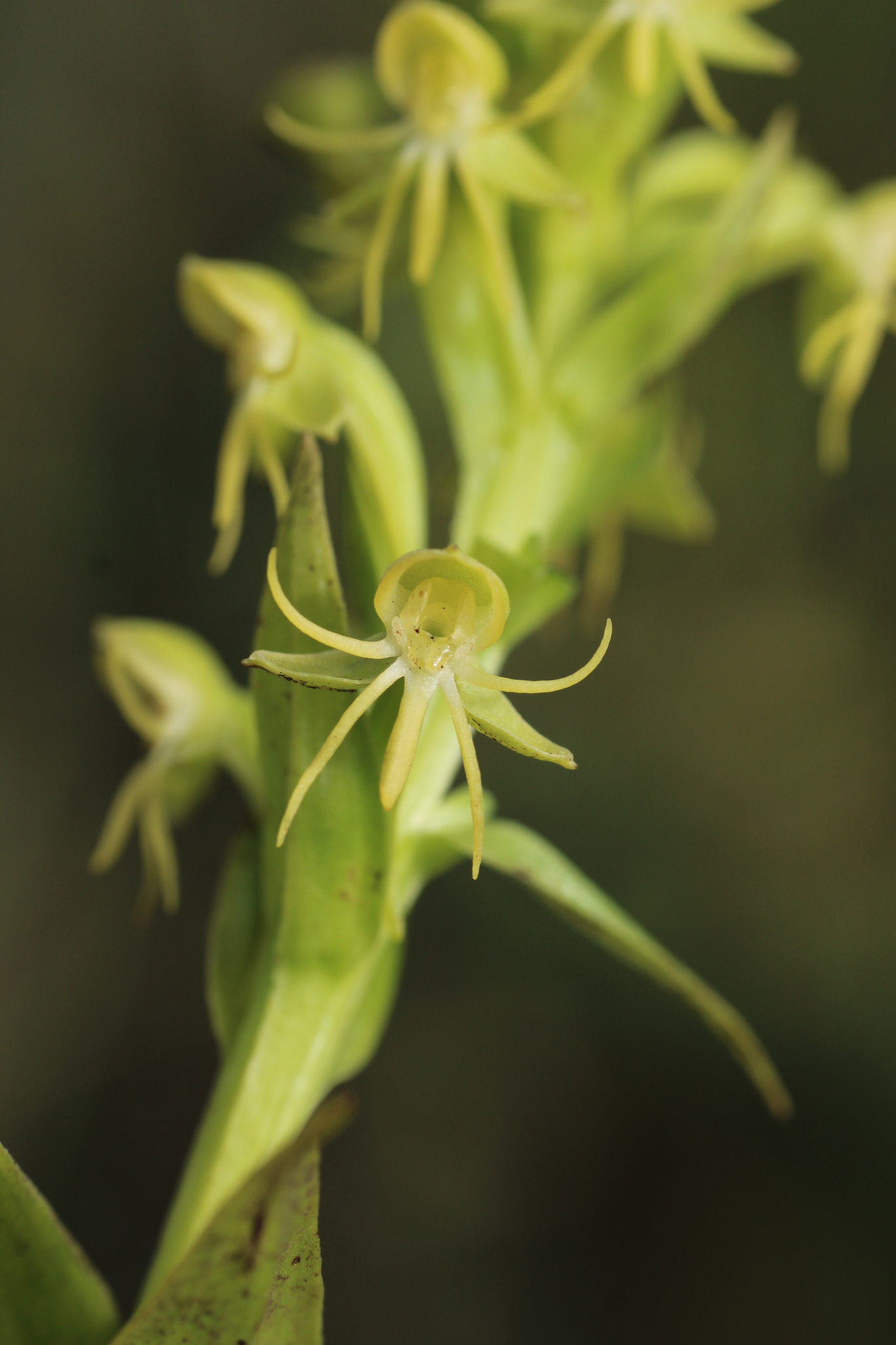 Imagem de Orquídea-d'água