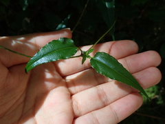 Tripterospermum lanceolatum