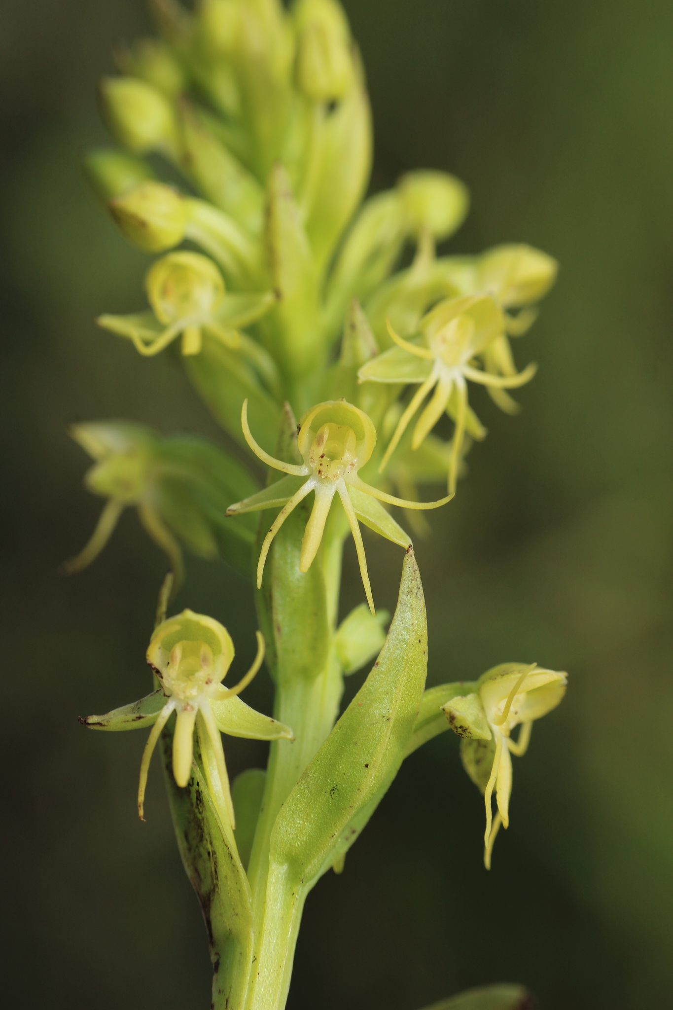 Imagem de Orquídea-d'água