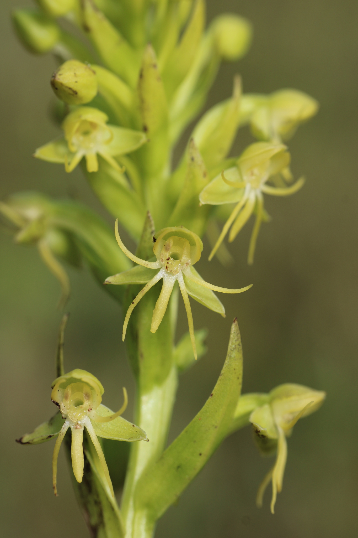 Imagem de Orquídea-d'água