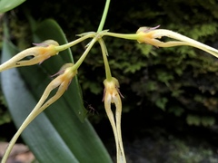 Bulbophyllum macraei