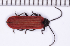 Benibotarus alternatus