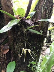 Bulbophyllum macraei