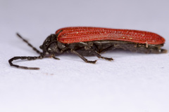Benibotarus alternatus
