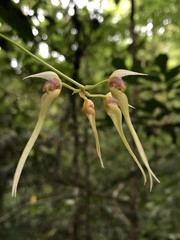Bulbophyllum macraei
