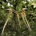 Bulbophyllum macraei - Photo (c) jodyhsieh, algunos derechos reservados (CC BY-NC)