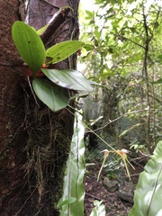 Bulbophyllum macraei