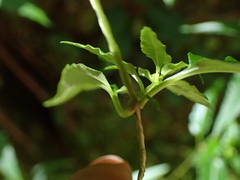 Tripterospermum lanceolatum