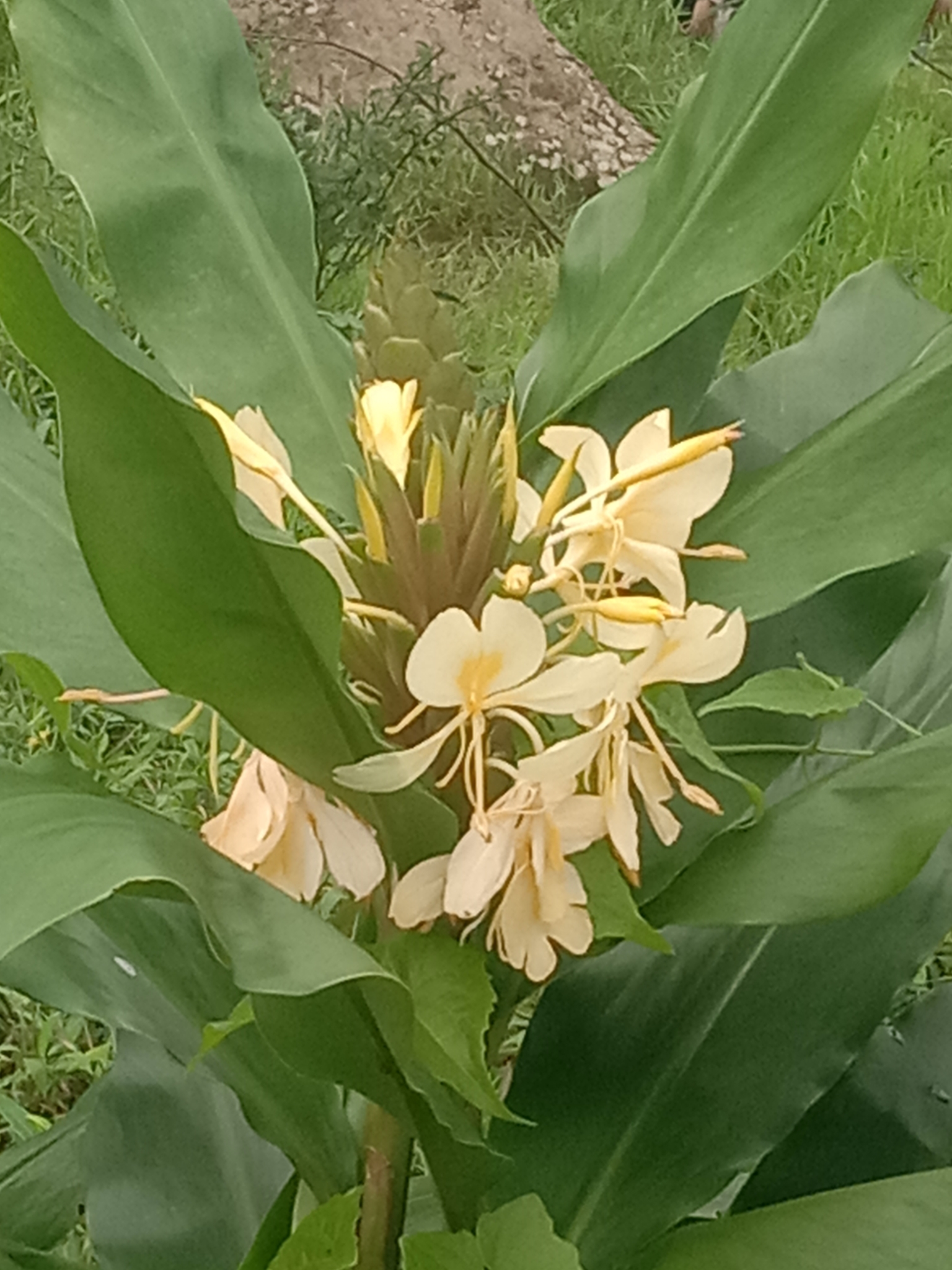 Imagem de Gengibre-amarelo