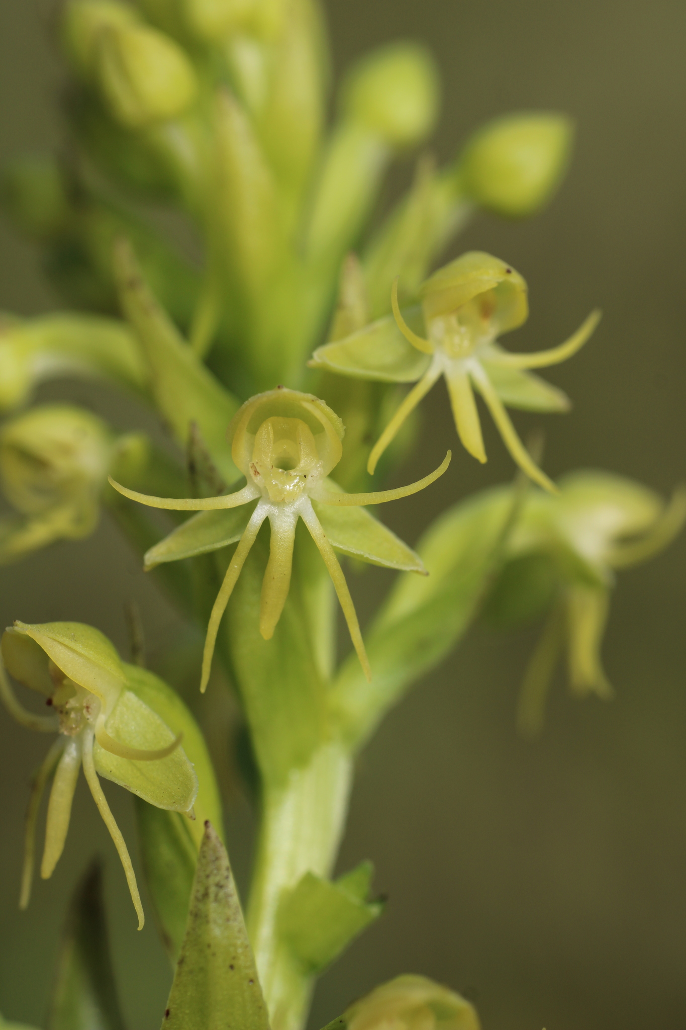 Imagem de Orquídea-d'água