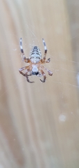 Araneus diadematus