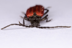 Benibotarus alternatus