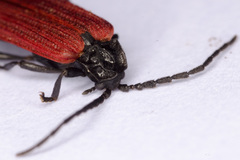 Benibotarus alternatus