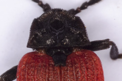 Benibotarus alternatus