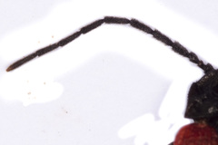 Benibotarus alternatus