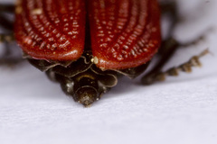 Benibotarus alternatus