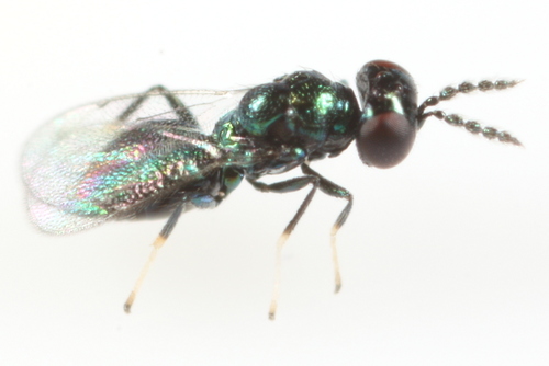 Pediobius albipes