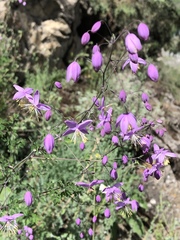 Thalictrum delavayi